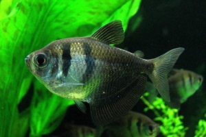 Uobičajena talechia - miran akvarij Uobičajena talechia - miran akvarij